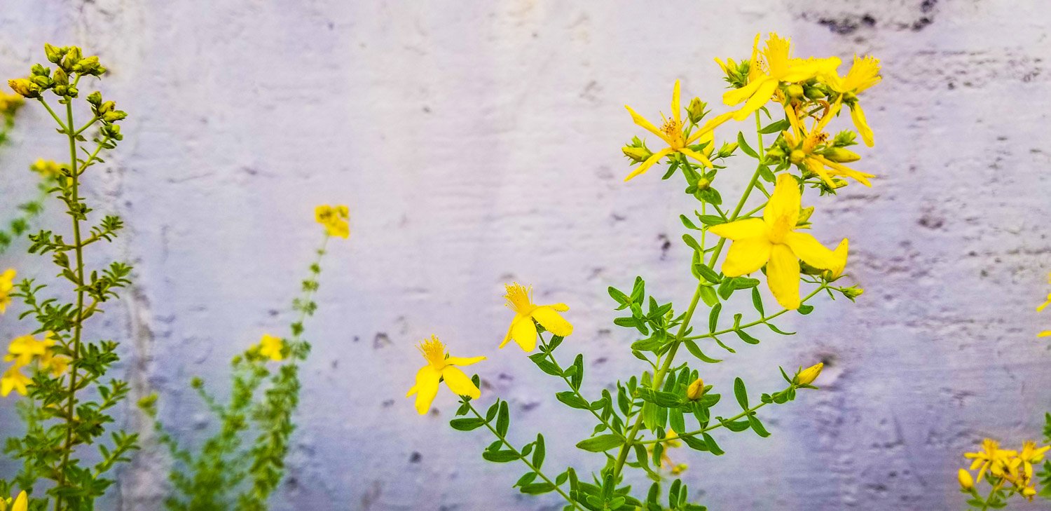 Little yellow flowers. probably weeds.