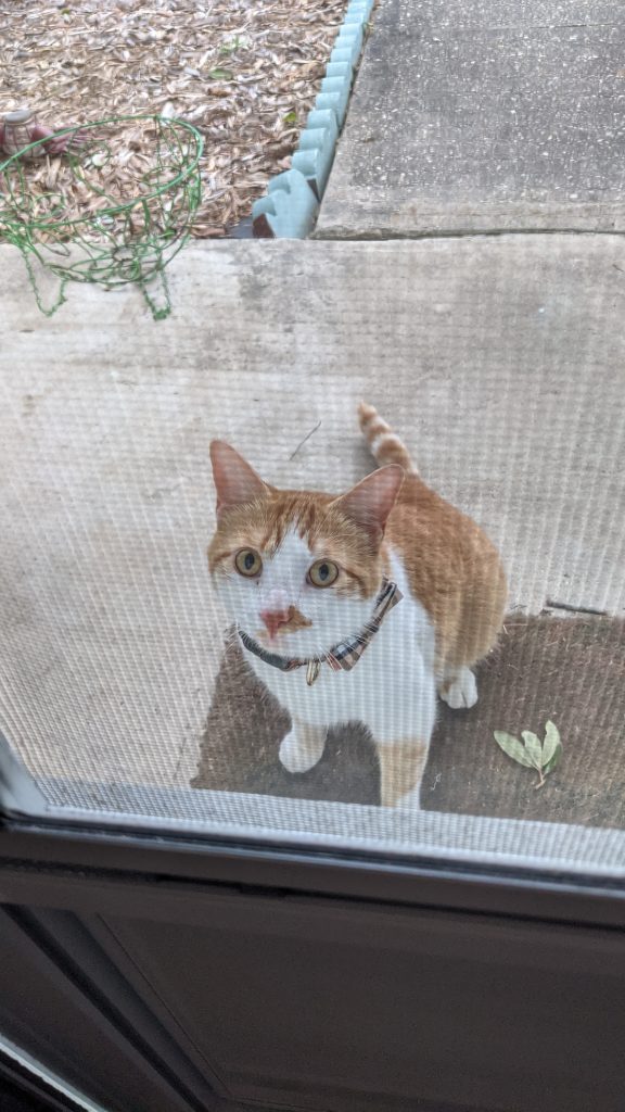 All Cats Should Wear Bowties