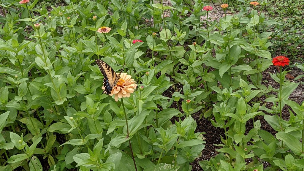 North American Tramp Stamp Butterfly