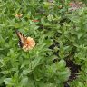 North American Tramp Stamp Butterfly