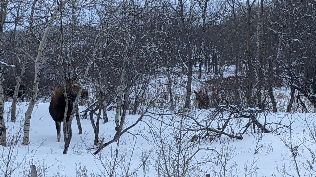 we saw moose and deer and 1 car