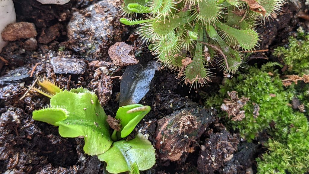 sunshine, springtails, and sweaty