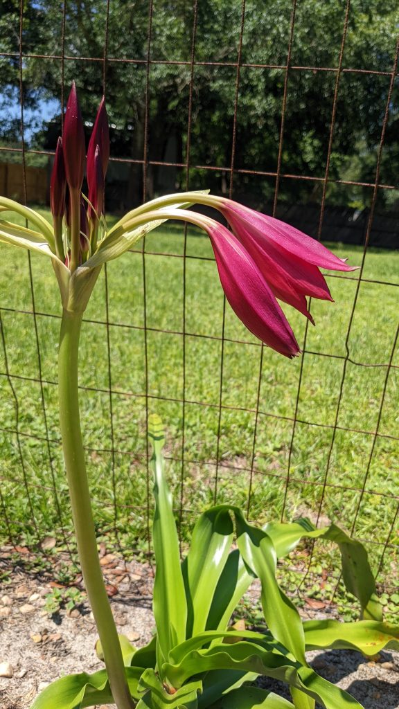 A fucking flower.  I don't know.