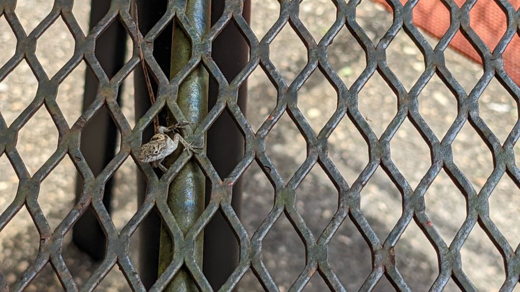 descent of the lizard people