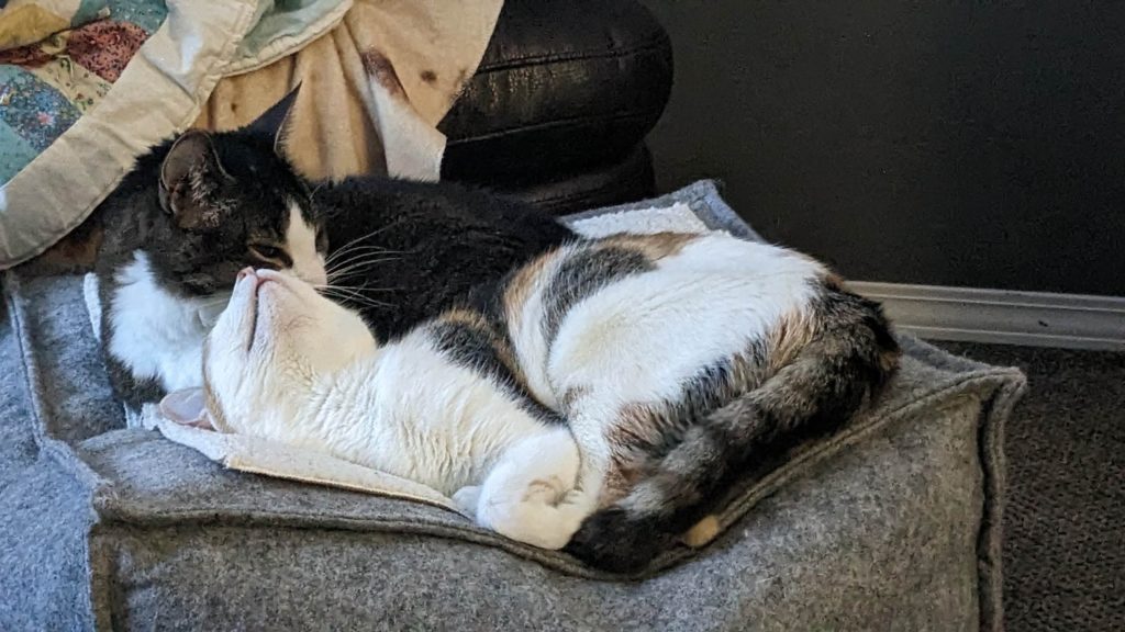 little loaves of feline snuggles