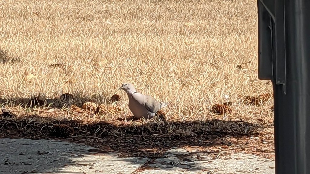 mysterious fatass daytime owls