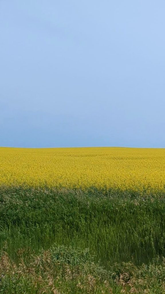 crime shows and canola