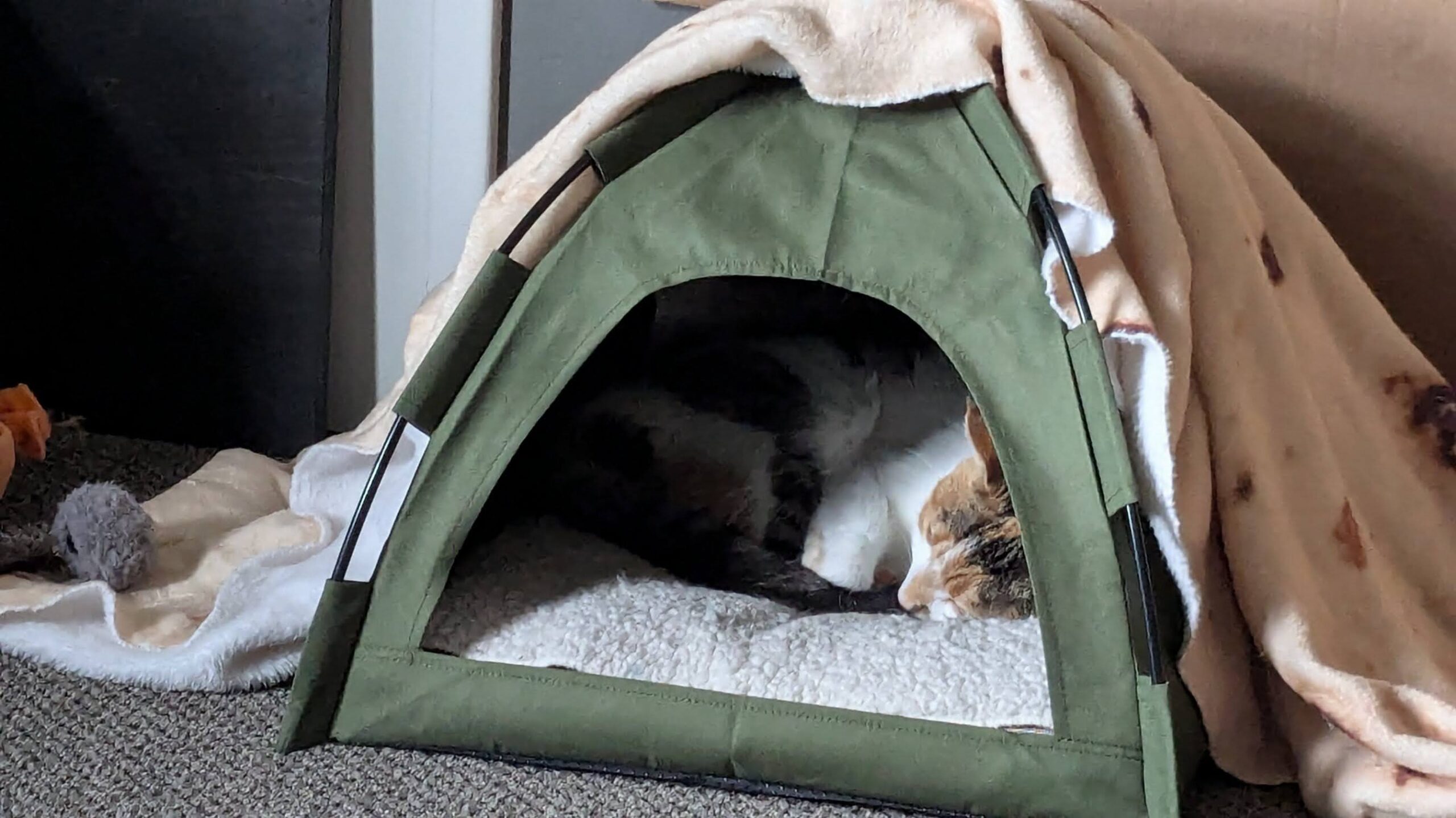 Chicky Kitty kitty cuddles ⋆ chicky · blog
