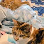 wp-17459364642337696072149958321248