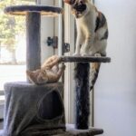 wp-17467144609904200176549288199267