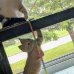 wp-17473241775639178410522914887987