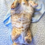 belly