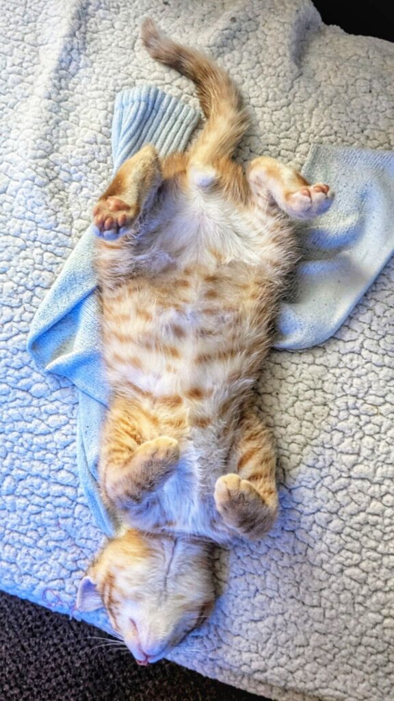 belly