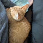 wp-17499114479689132486726640141264