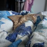 wp-17514664805794270776494209836643