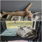 wp-1751637388866404653225294591125