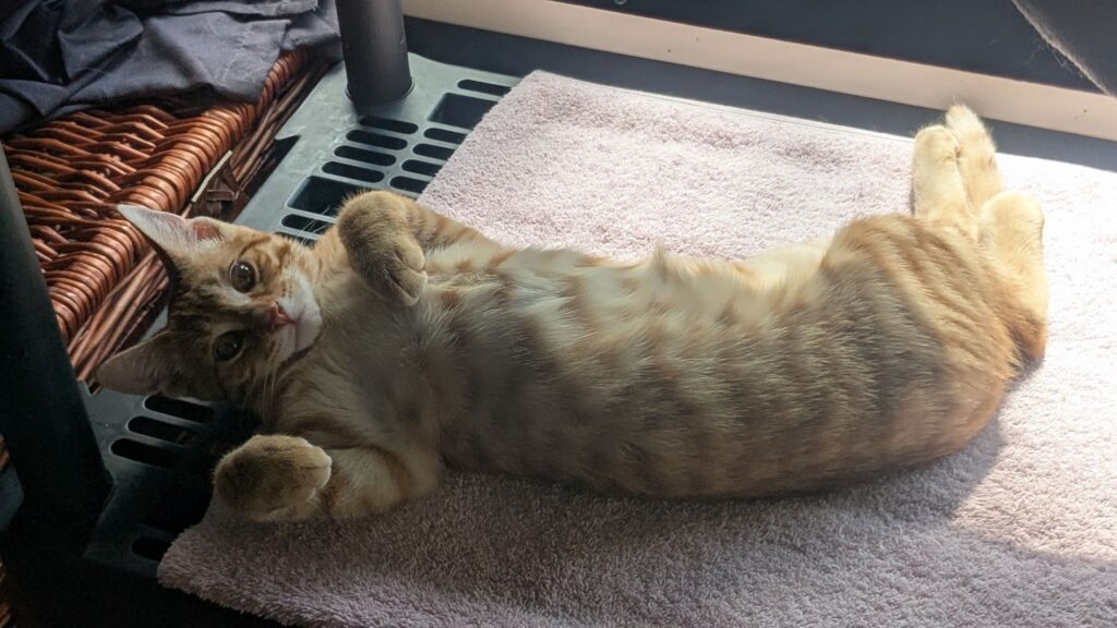 Pac-Man is an asshole, confirmed.