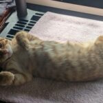 Pac-Man is an asshole, confirmed.