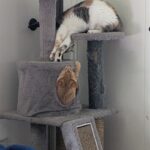 wp-17524166189866063363415454064637