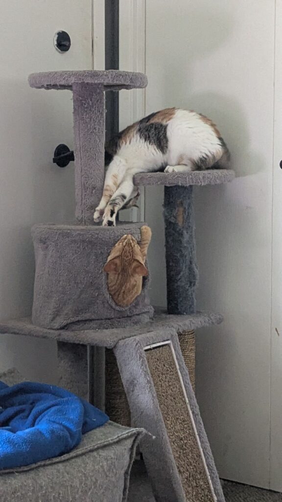 snuggles and cuddles and wrastlin’