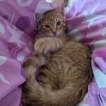 Look at my kitty.  LOOK AT HIM.