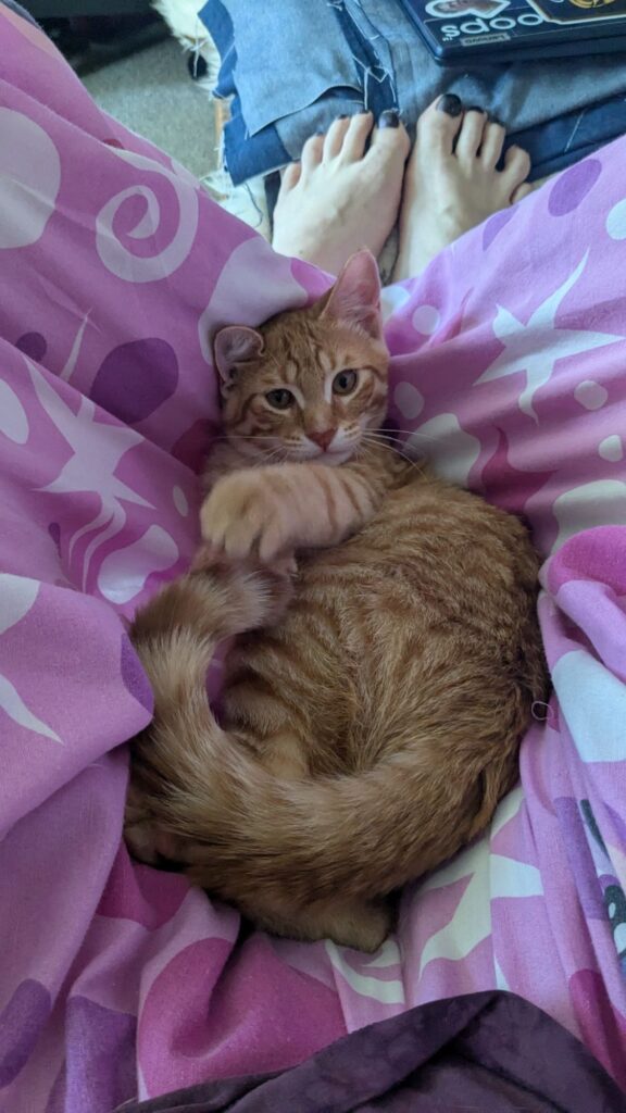 Look at my kitty.  LOOK AT HIM.