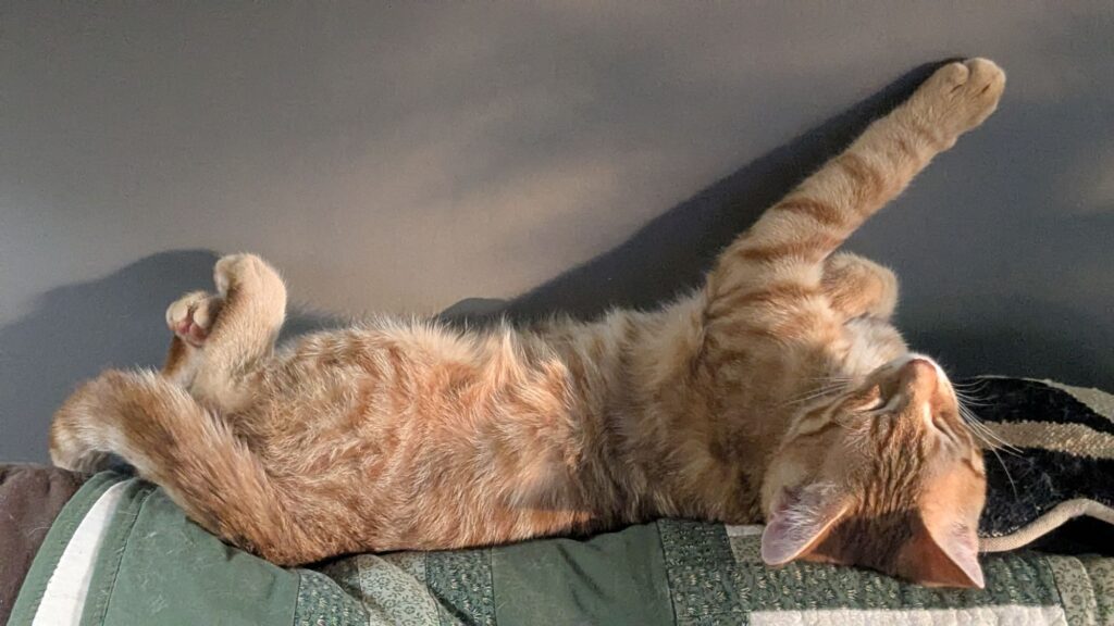 he looks so sweet and it’s a LIE