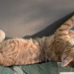 he looks so sweet and it’s a LIE