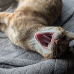 wp-1753099760351622365393374085544