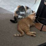 wp-17532780520705357431238209318609