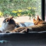 Podrick teabagged Shawshank.