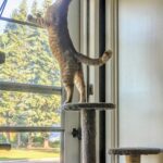 wp-17565623930589193665025622769651