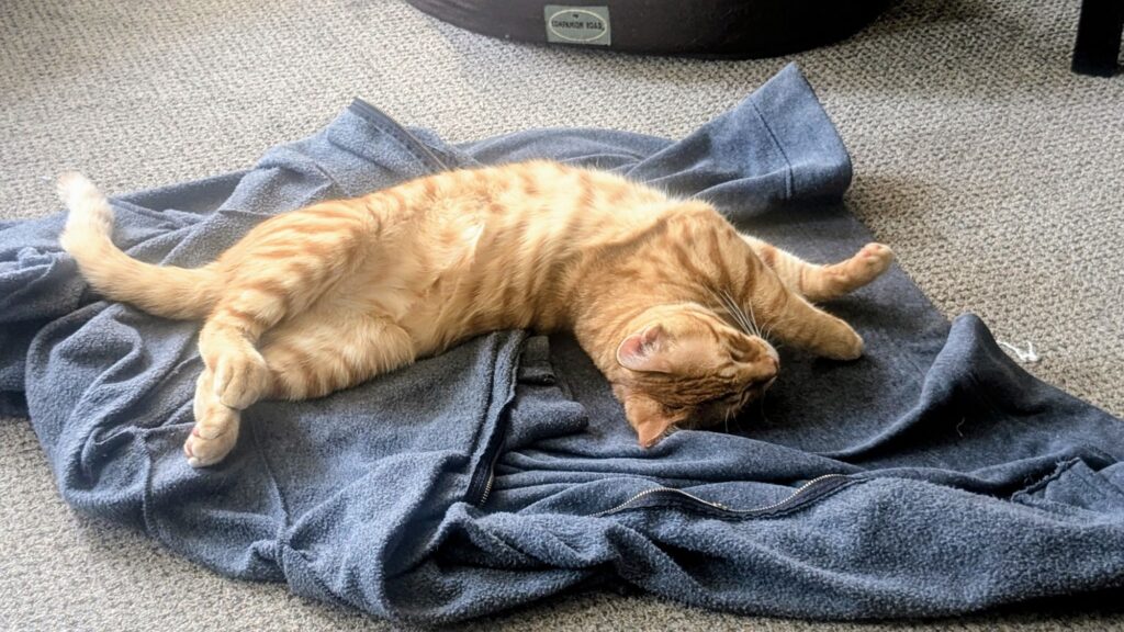 clown shit and sports entertainment