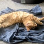 clown shit and sports entertainment