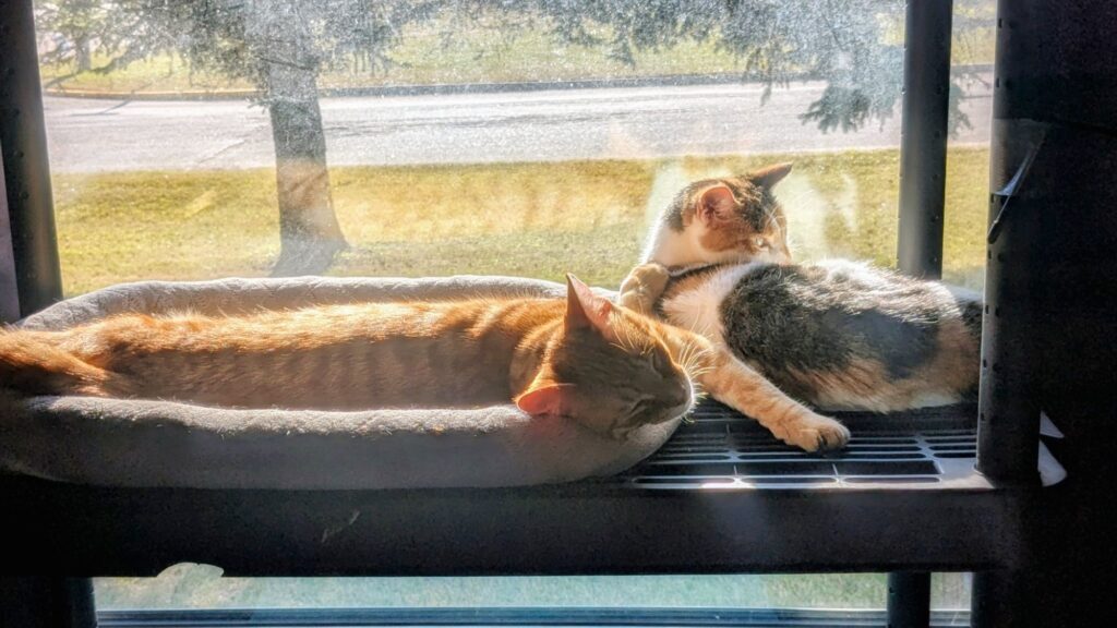 It’s Shawshank’s Friday but it’s really Sunday (and really sunny)