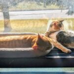 It’s Shawshank’s Friday but it’s really Sunday (and really sunny)