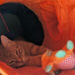 wp-17588944365332579730914814440646