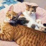 wp-17591533005173747967831408996238