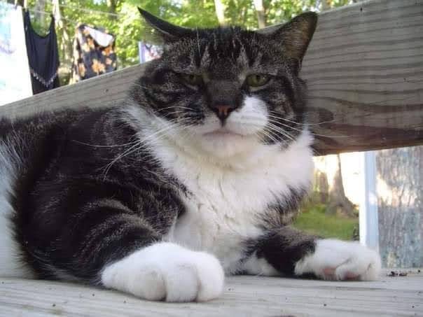 maybe even start the apron