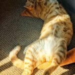 wp-17594111690911906677487114860802