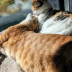 maybe i’ll go clown full time and make aggressive eye contact my thing