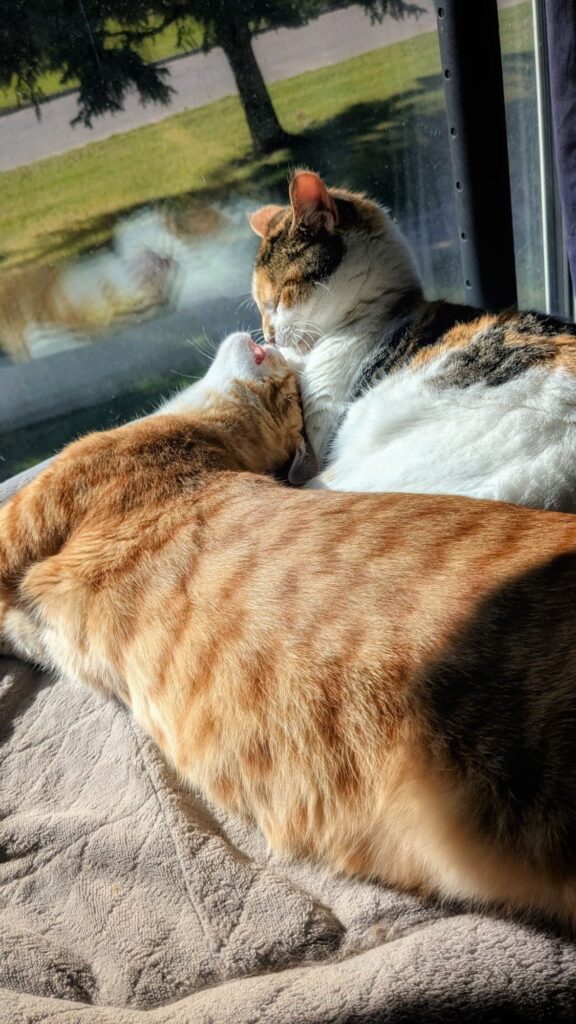 maybe i’ll go clown full time and make aggressive eye contact my thing