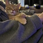 wp-17603631089574068347717721639311