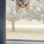 someone stole his sweetroll