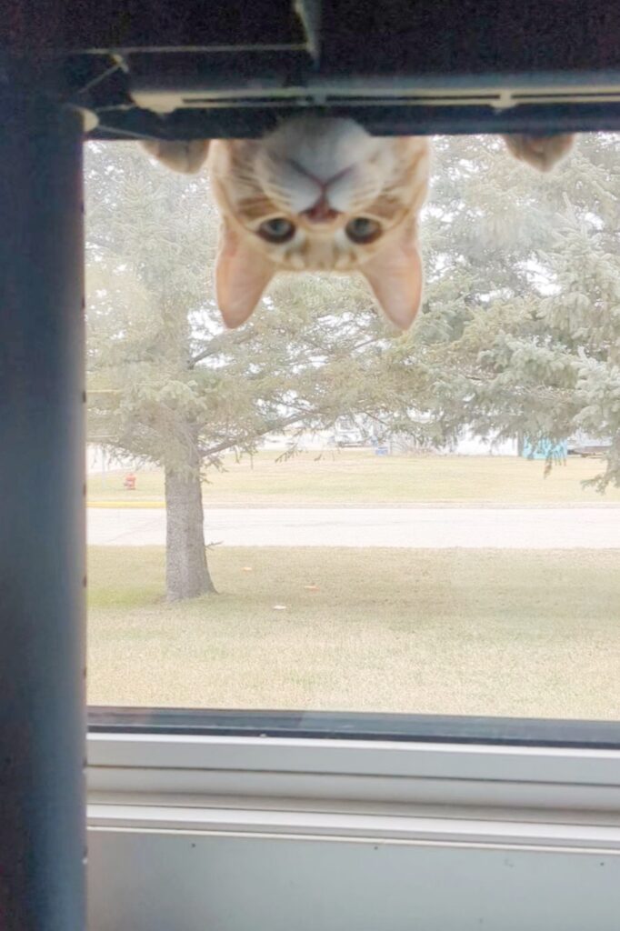 someone stole his sweetroll