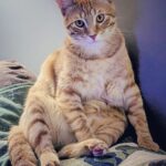 wp-17634740188921032883975557866610