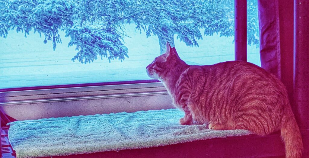 cats and snow and household stuffs