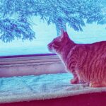 wp-17652128559765684166382899077921