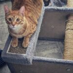 orange chaos and snow