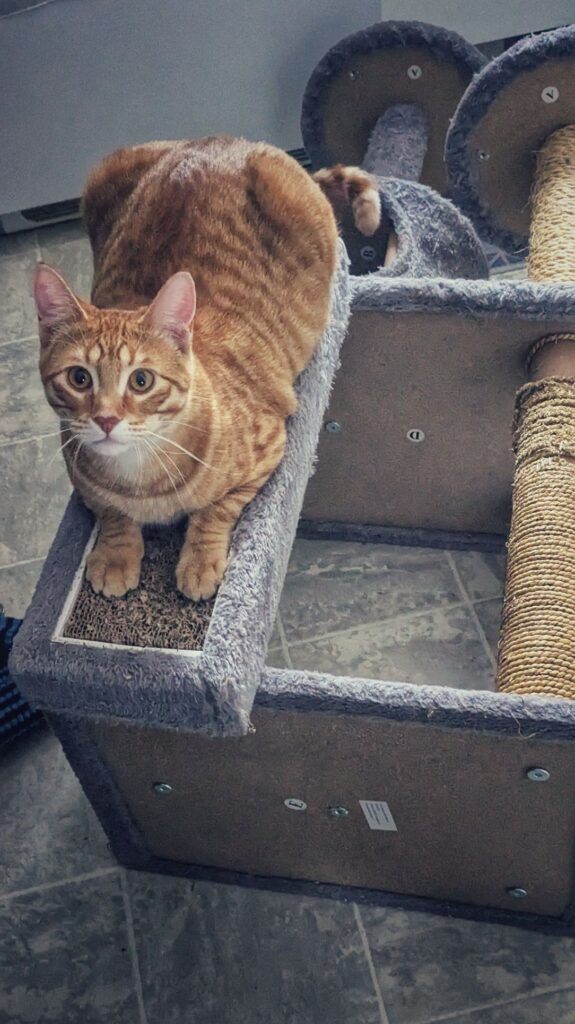 orange chaos and snow